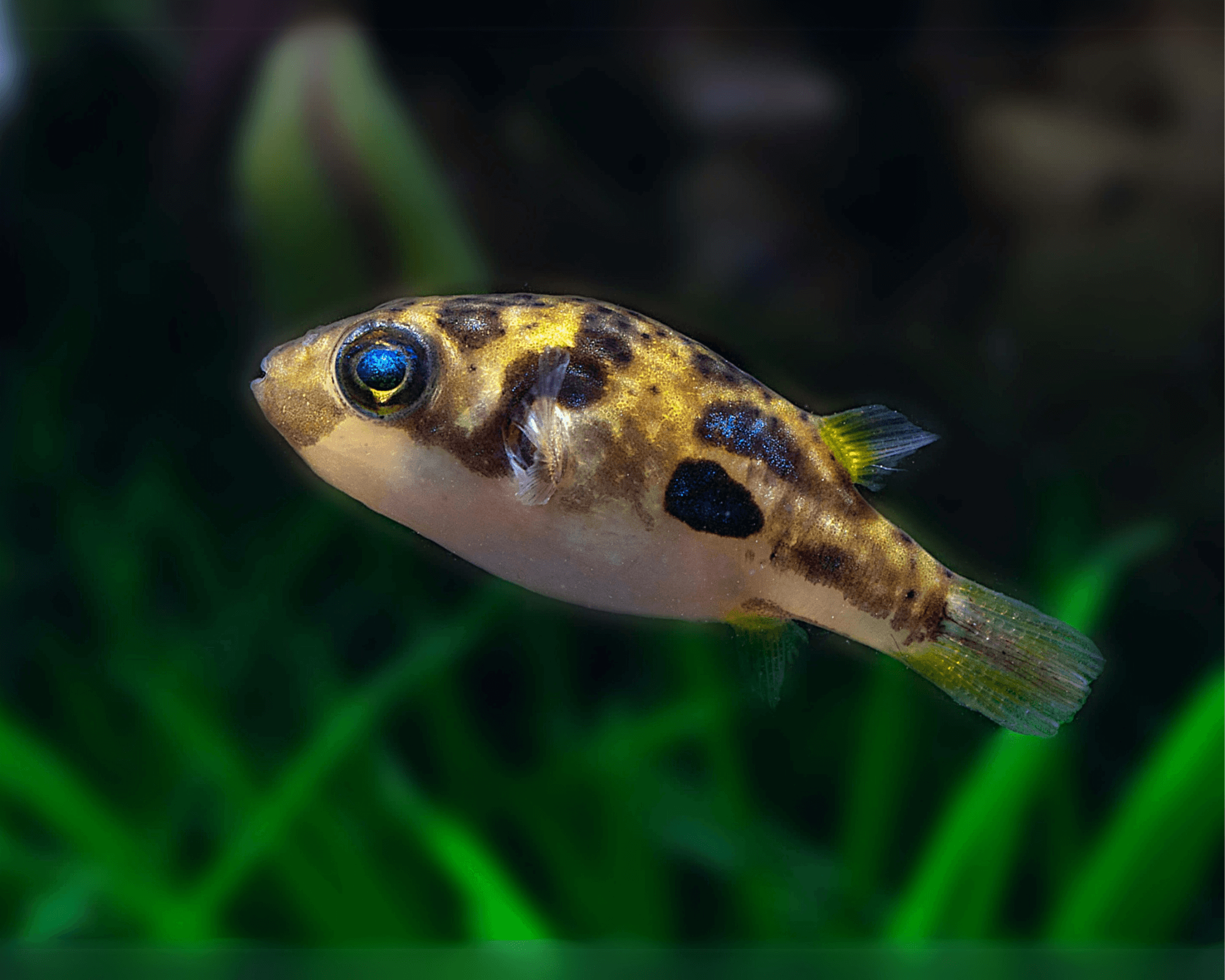 Carinotetraodon travancoricus (Pea Puffer)